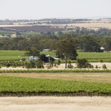 081126_CMW_VINEYARDS_0184 ny