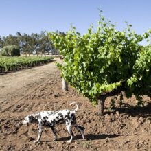 Axel in the Vineyard original ny