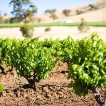 Bush vine grenache at Krondorf ny