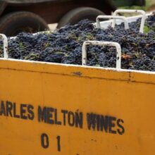 Grape Bin full of Shiraz