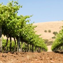 Vineyard rows