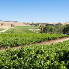 Woodside vineyard overing looking the hills